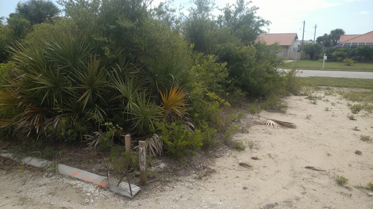 Overgrown Southwest Florida vacant lot thick with saw palmetto and scrub along a sandy residential street